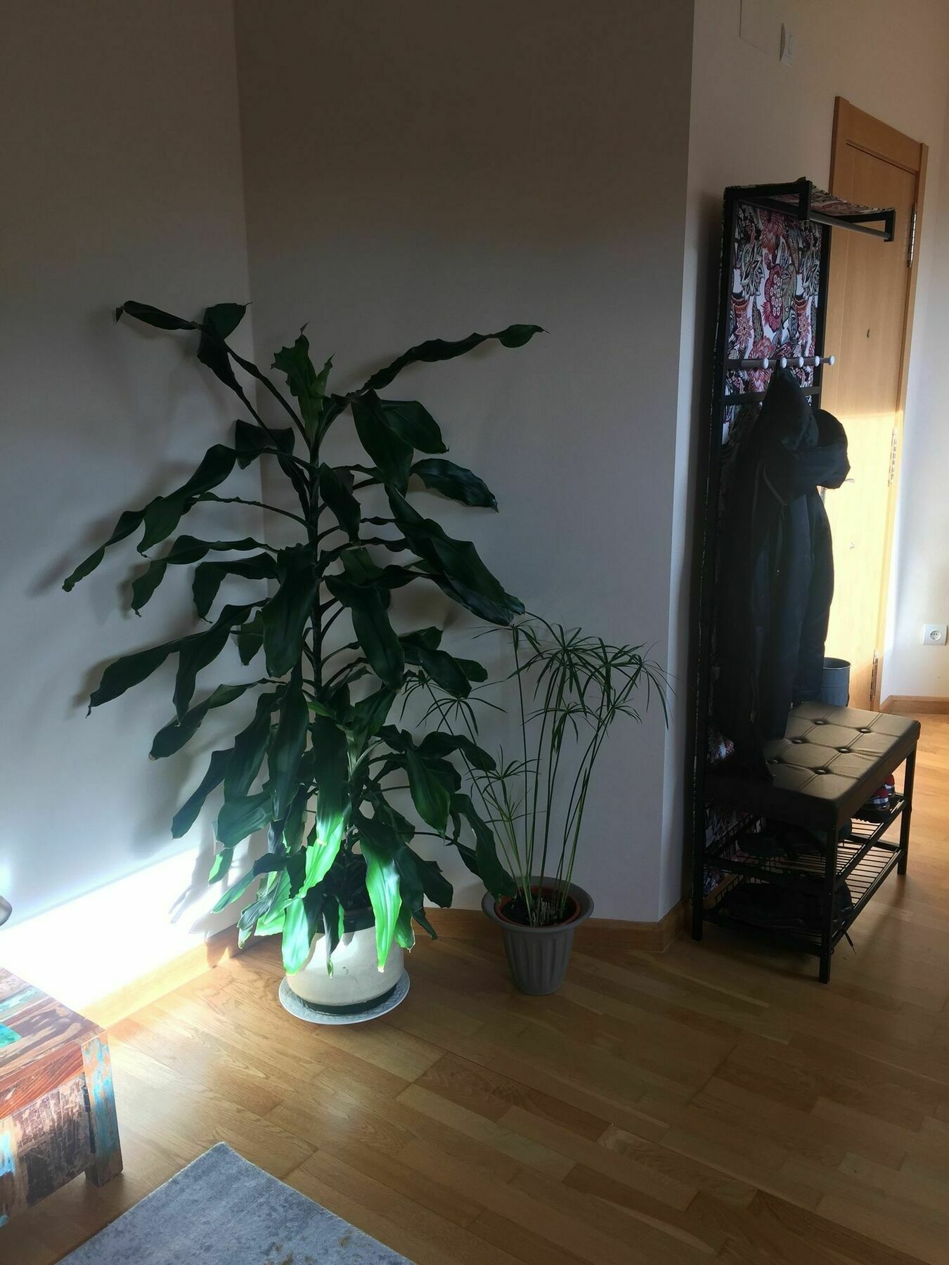 Conde Luna Apartamento *